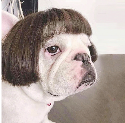 Dog Costume Wig for Pets
